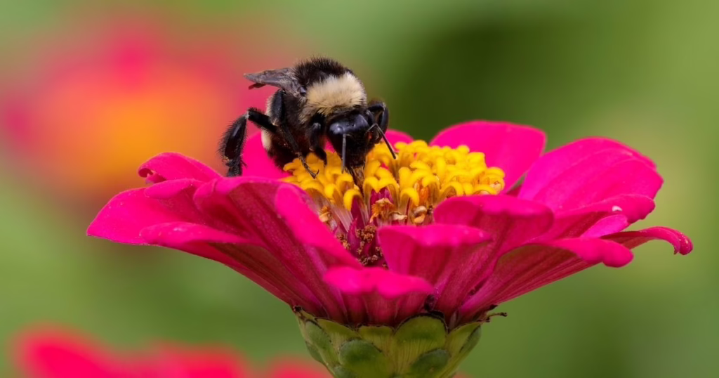 Bee pollinating a bright pink flower